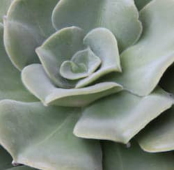 Do succulents get water from the air