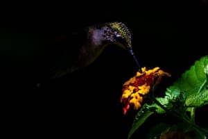Lantana flowers
