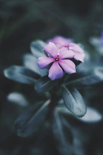 Vinca plant with flower