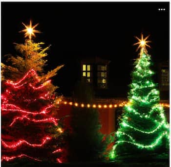 Christmas trees