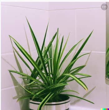 Spider plants live in the bathroom