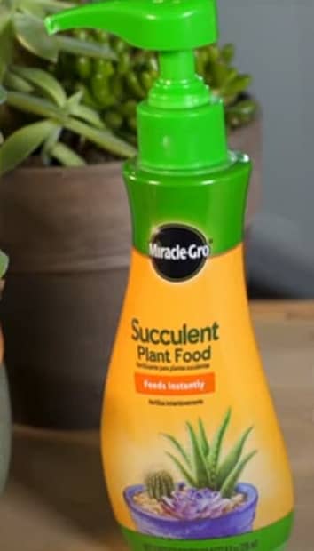 Succulent plant food