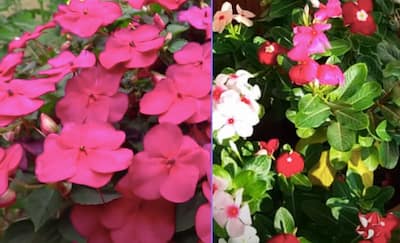 Impatiens Vs Vinca
