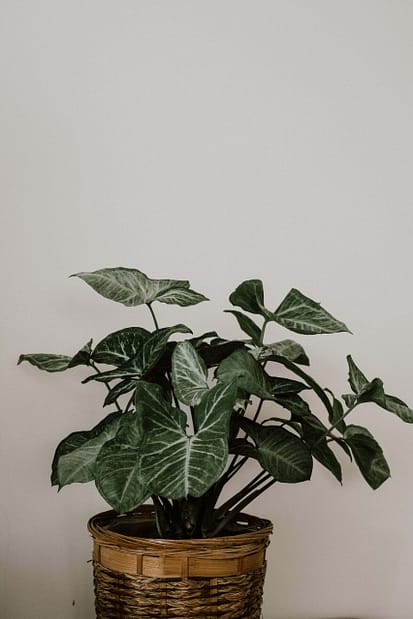 Syngonium