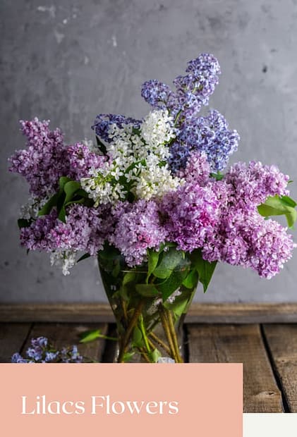 Flower that look like lilacs
