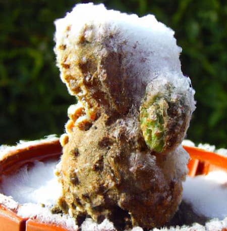 Will succulents die if they freeze