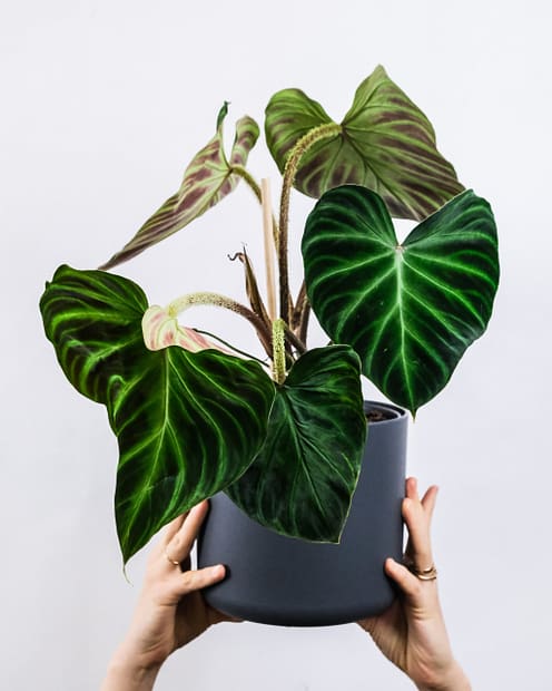 Philodendron Verrucosum Cobra