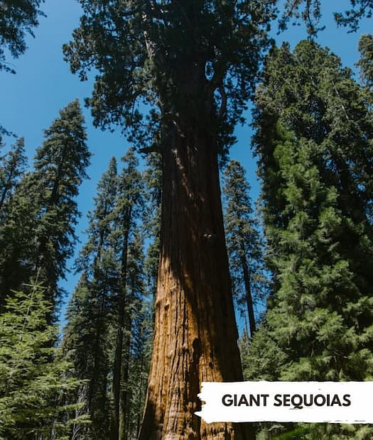 BIggest trees in michigan