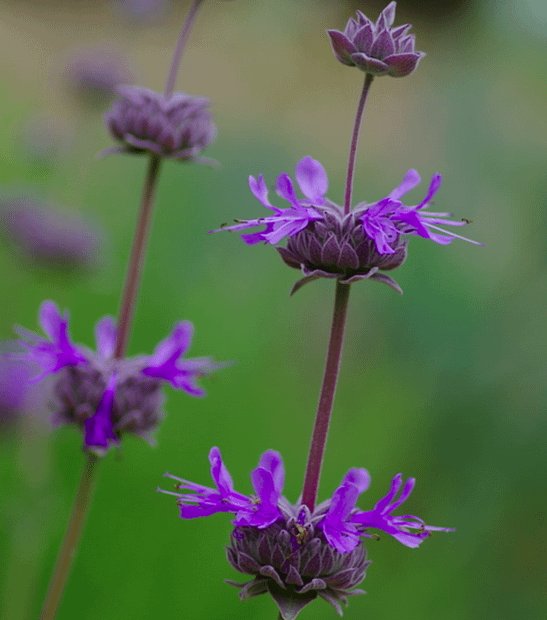 salvia allen chickering