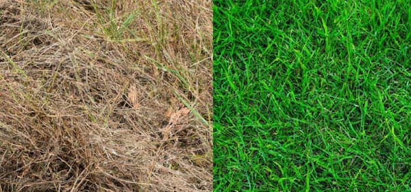 How long does it take for brown grass to turn green again