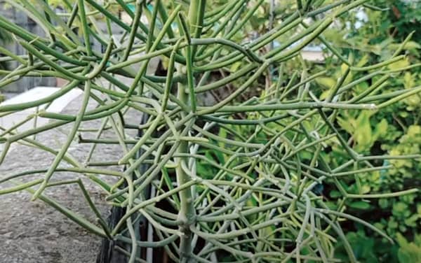 Plants that look like pencil cactus