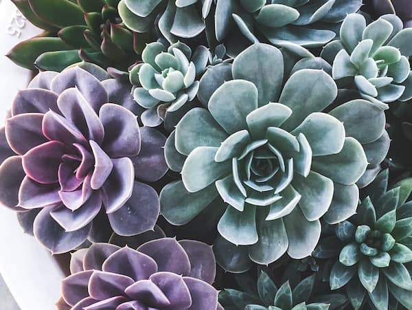 Can succulents heal themselves