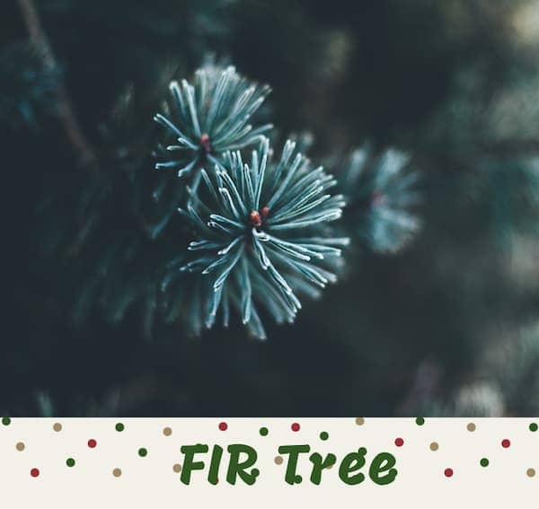 fir tree