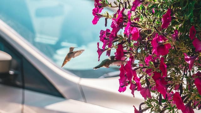 Hummingbirds like Dipladenia