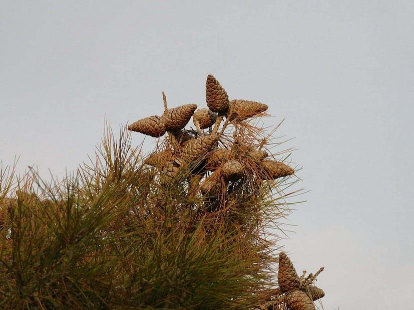 Gymnosperms