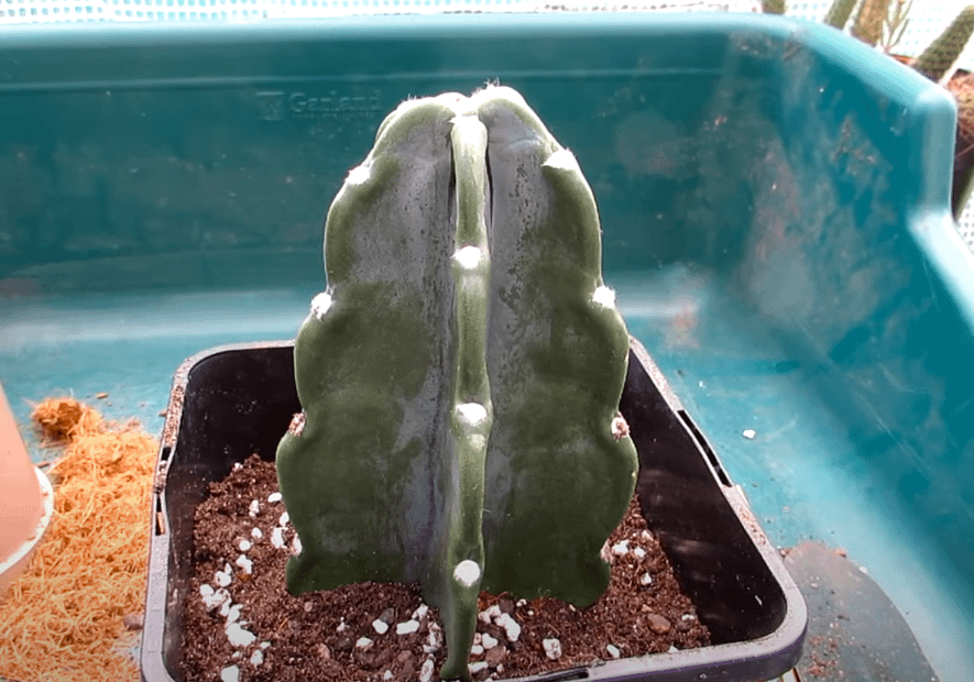 cuddly cactus
