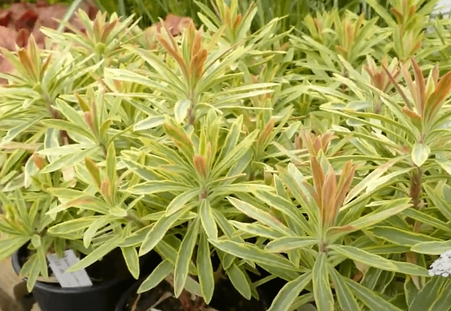 Euphorbia Ascot Rainbow