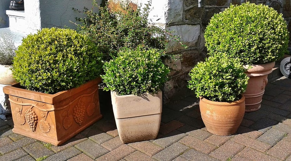 Buxus plant