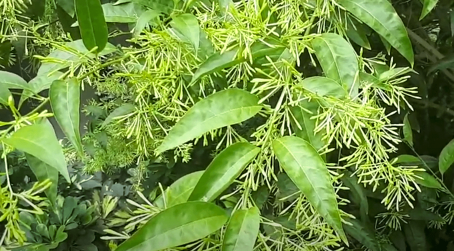 Night Blooming Jasmine