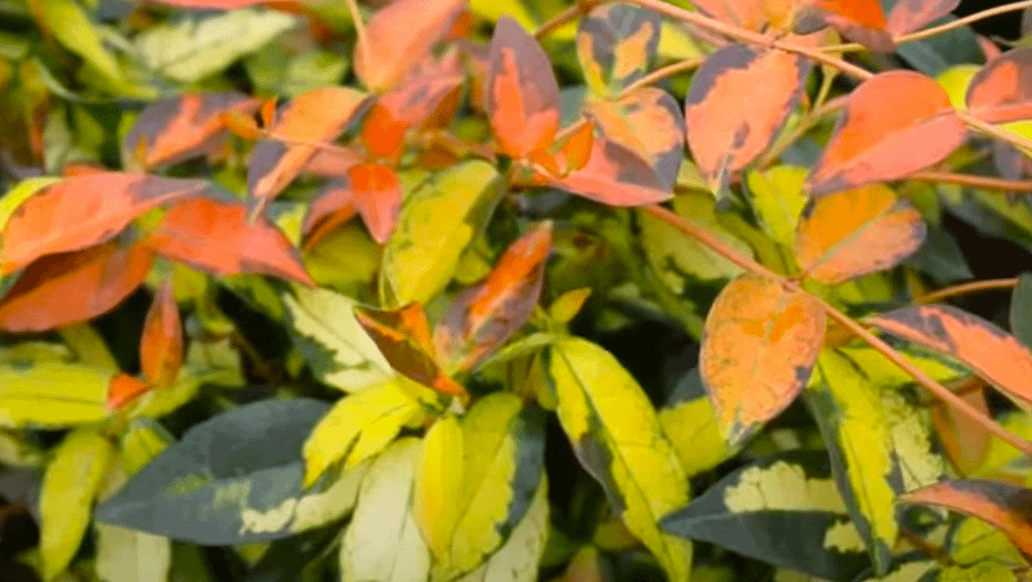 Summer Sunset Asiatic Jasmine