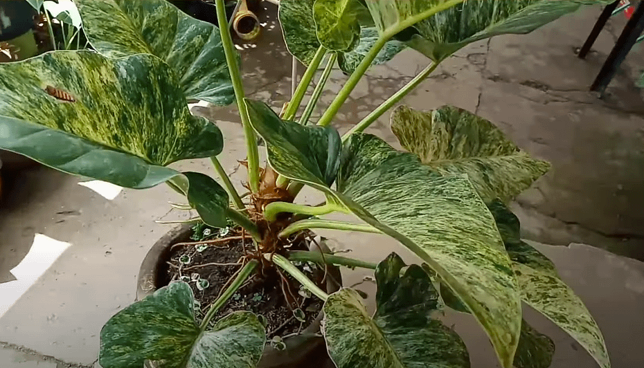 philodendron giganteum blizzard