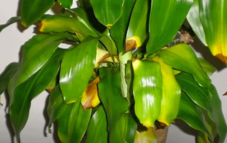 yellow and vrown leaves
