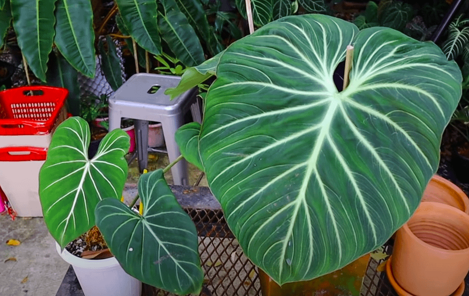 philodendron gloriosum silver