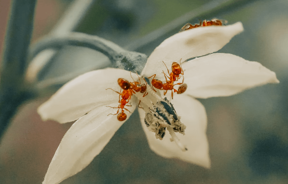 Ants laying eggs on plants