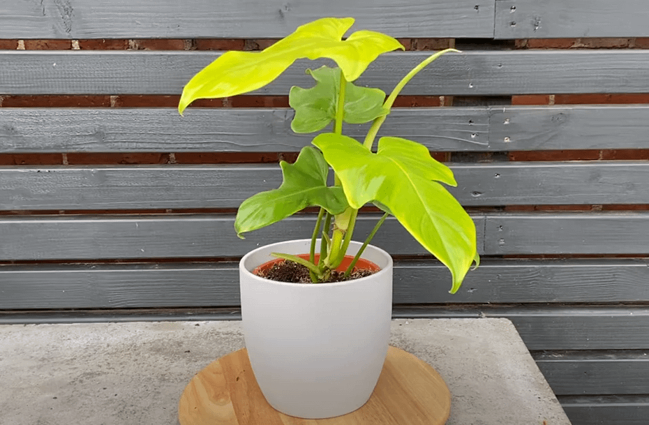 golden violin philodendron