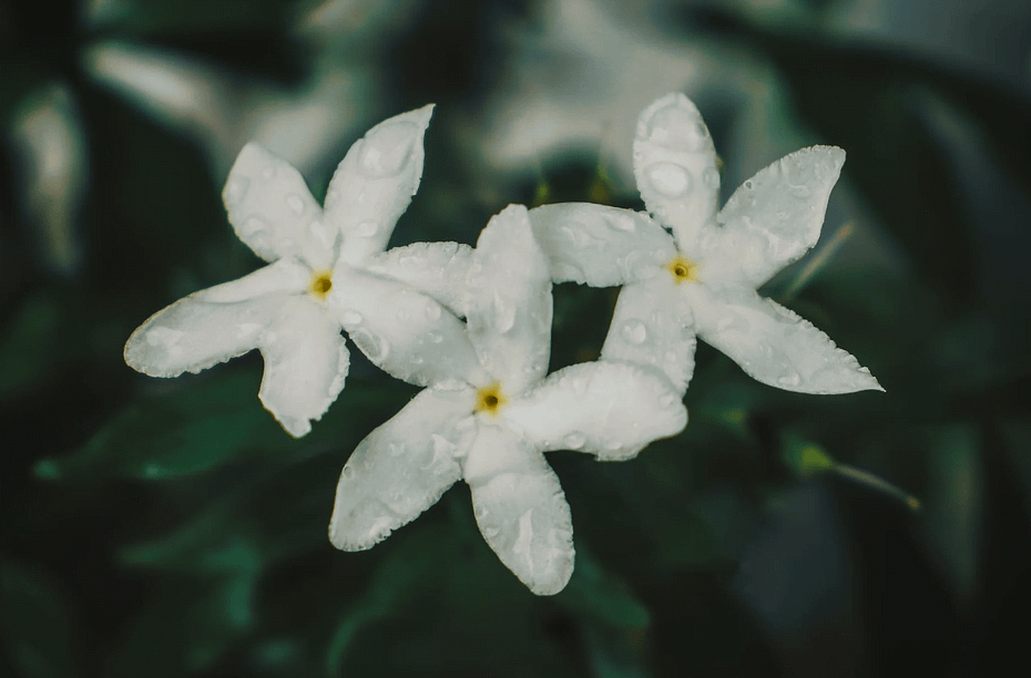 jasmine