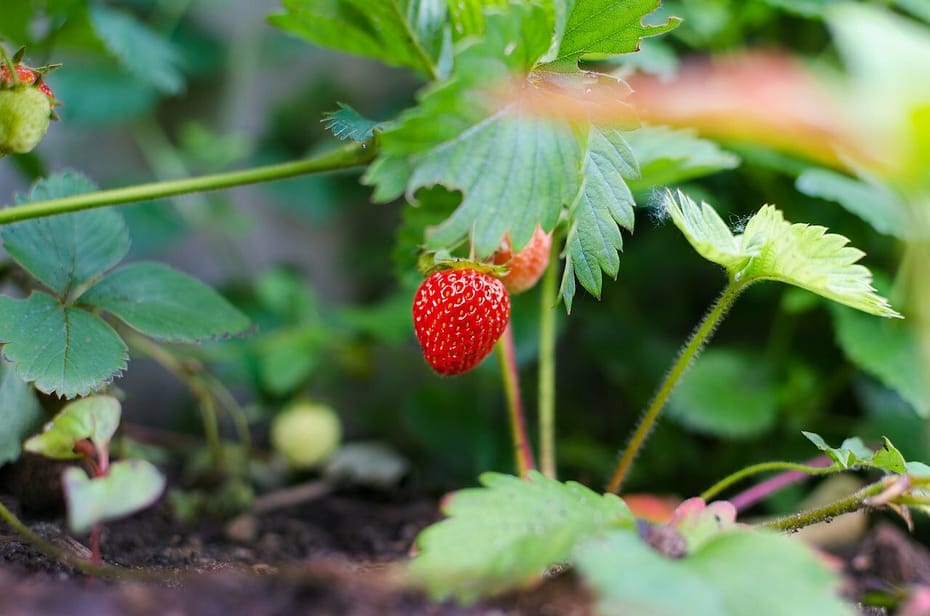 Growing Strawberries in Nebraska