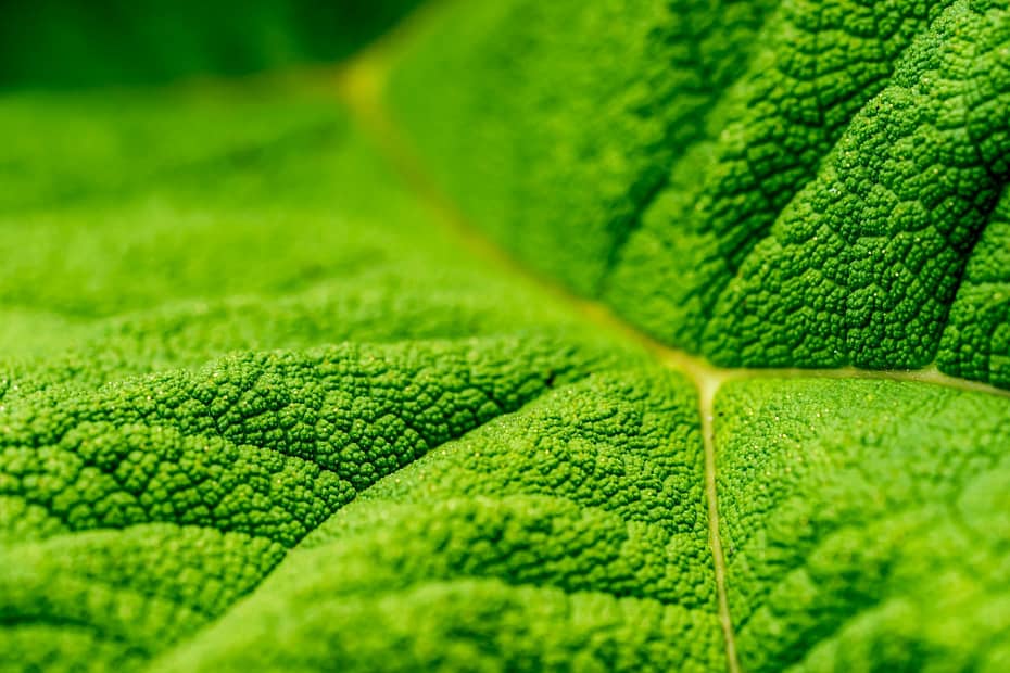 Photosynthesis