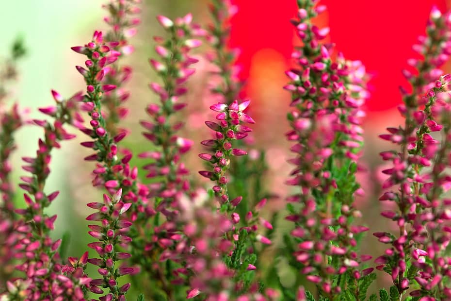 how to revive dying heather plant